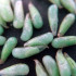PredaNostrum 100 pupas