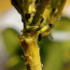 PredaNostrum 100 pupas