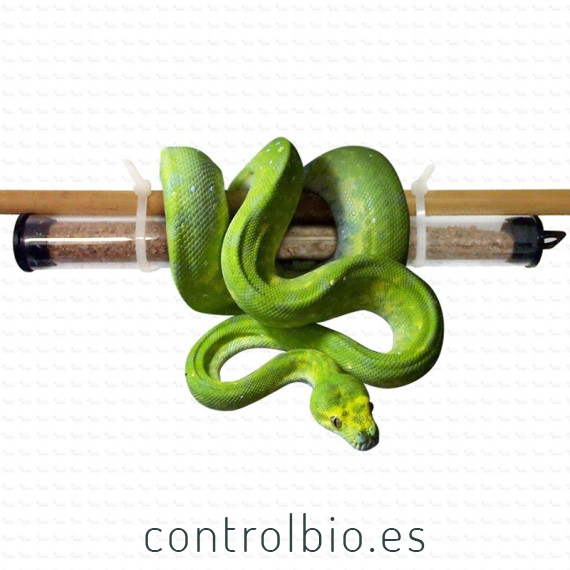TAURRUS M enemigo natural del ácaro de los reptiles