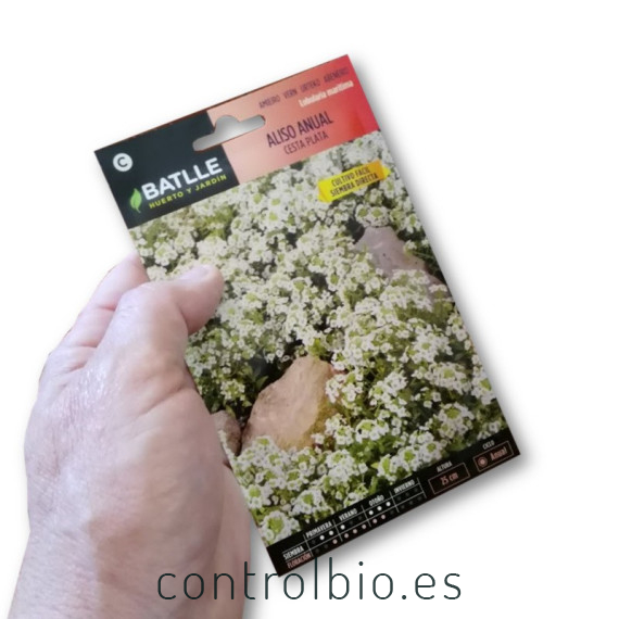 LOBULARIA MARITIMA sobre de 1 gramo
