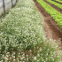 LOBULARIA MARITIMA sobre de 1 gramo