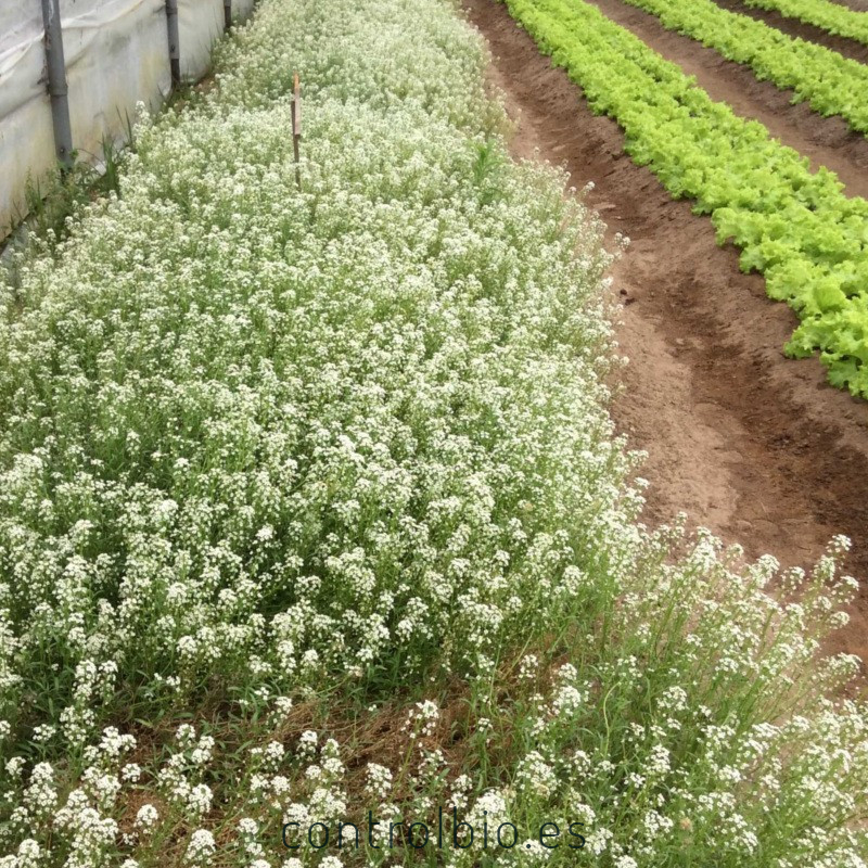 LOBULARIA MARITIMA sobre de 1 gramo