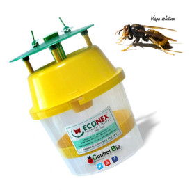 VELUTINATRAP Trampa para la avispa asiática