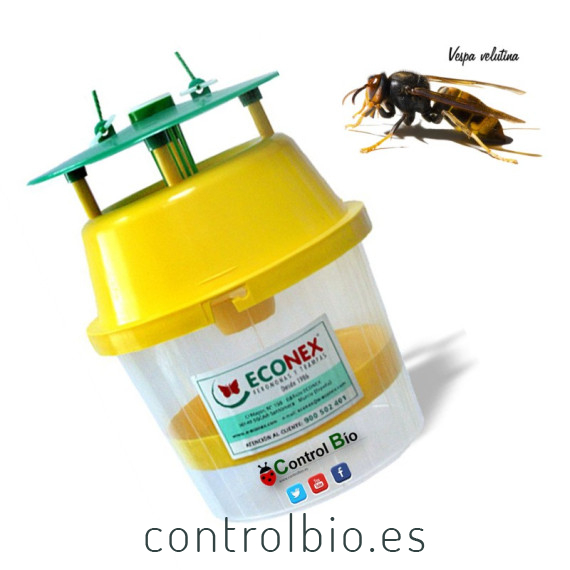 VELUTINATRAP Trampa para la avispa asiática