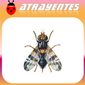 RHAGOLETIS COMPLETA mosca del nogal Atrayente 90 días
