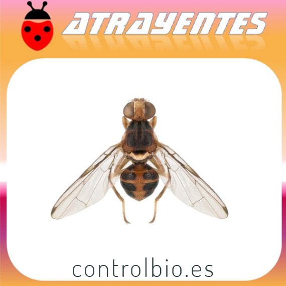 Atrayente para mosca del olivo