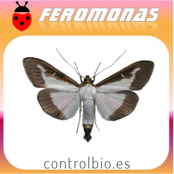 feromona cydalima perspectalis