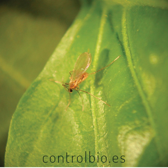 FELTIELLA SYSTEM 250 depredador de araña roja