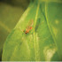 FELTIELLA SYSTEM 250 depredador de araña roja