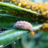 PREDANOSTRUM 250 larvas Sphaerophoria rueppellii