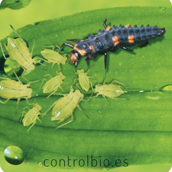 ADALIA system 100 larvas Adalia bipunctata contra pulgón