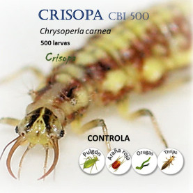 CHRYSOcontrol 500 larvas de Crisopa Chrysoperla carnea