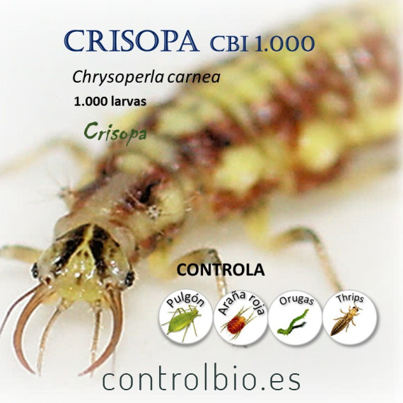 comprar crisopas 1000 larvas