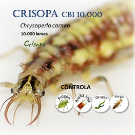 CHRYSOcontrol 500 larvas de Crisopa Chrysoperla carnea