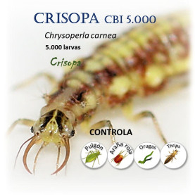 CRISOPA CBi 5.000 larvas depredadoras de pulgón
