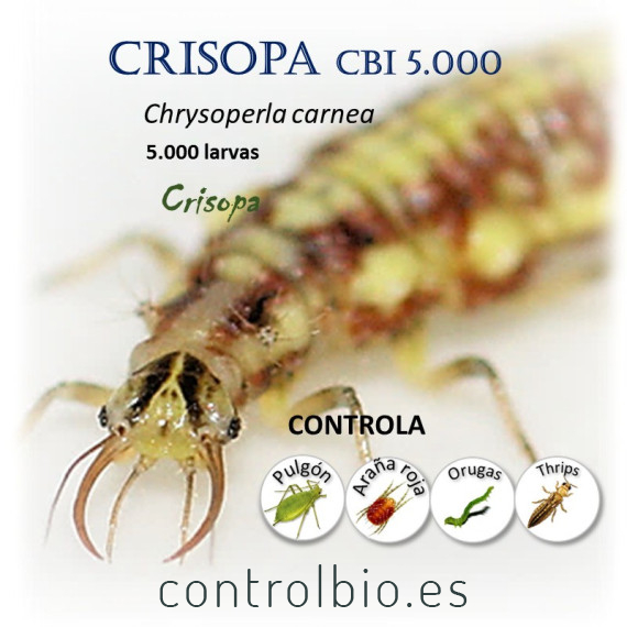 CRISOPA CBi 5.000 larvas depredadoras de pulgón