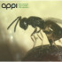appiwasp 15000 contra moscas