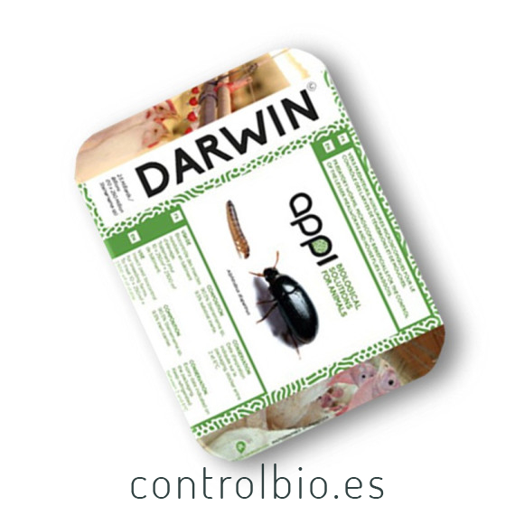 DARWIN 250 enemigo natural de Alphitobius