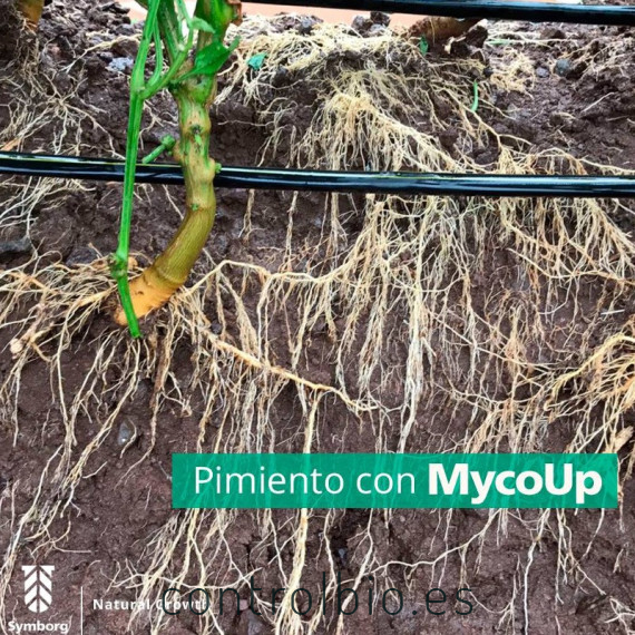 Mycoup micorrizas symborg