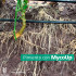 Mycoup micorrizas symborg
