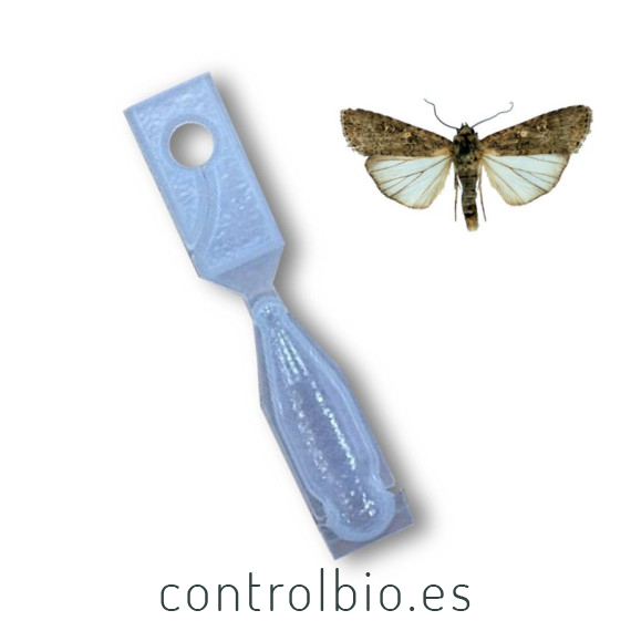 EXITEC  x50 Ud confusión sexual Spodotera exigua