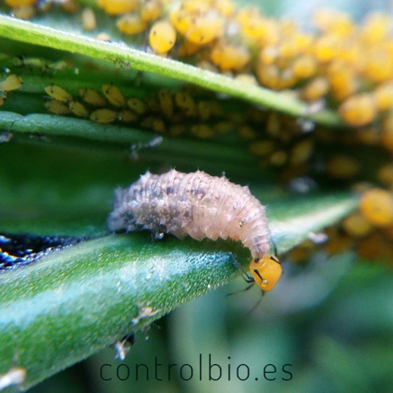 PREDANOSTRUM 1.000 larvas Sphaerophoria rueppellii