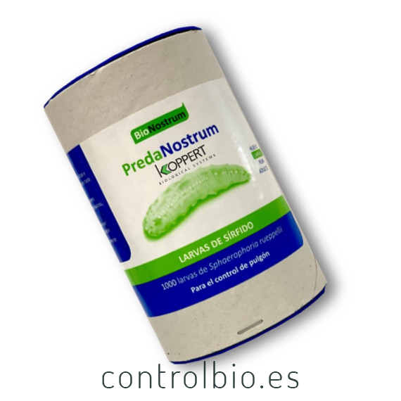 PREDANOSTRUM 1.000 larvas Sphaerophoria rueppellii