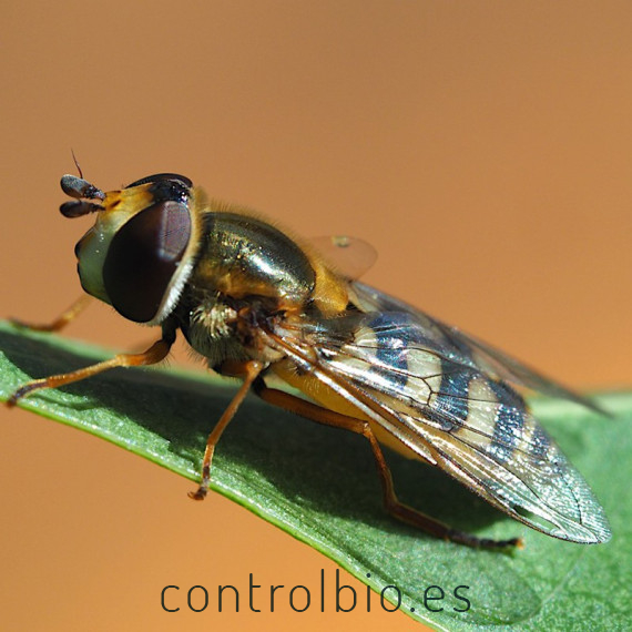 Eupeodes-System-100