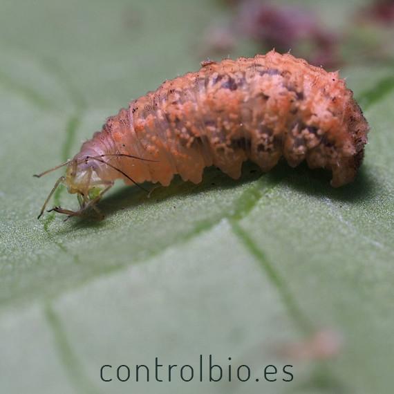 Eupeodes-System-100
