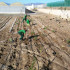 Planta para setos vivos