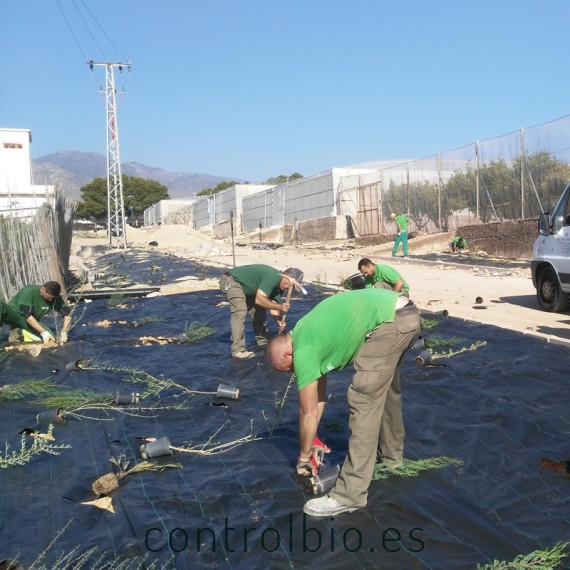 Planta para setos vivos