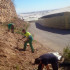 Planta para setos vivos