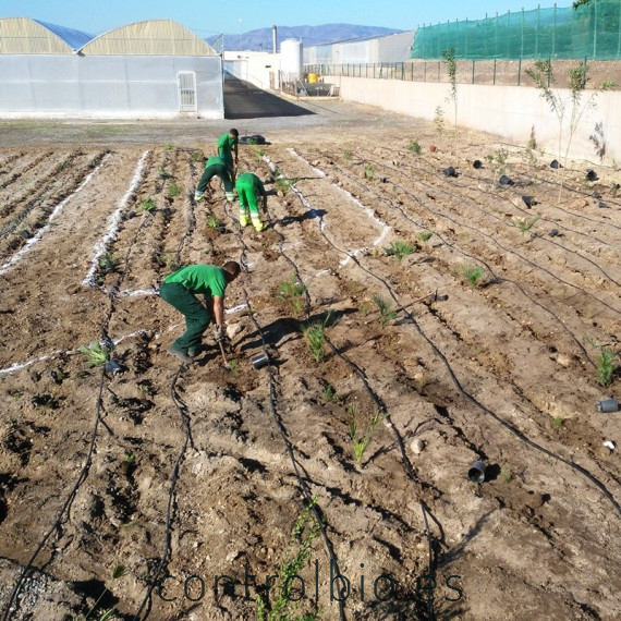 Planta para setos vivos