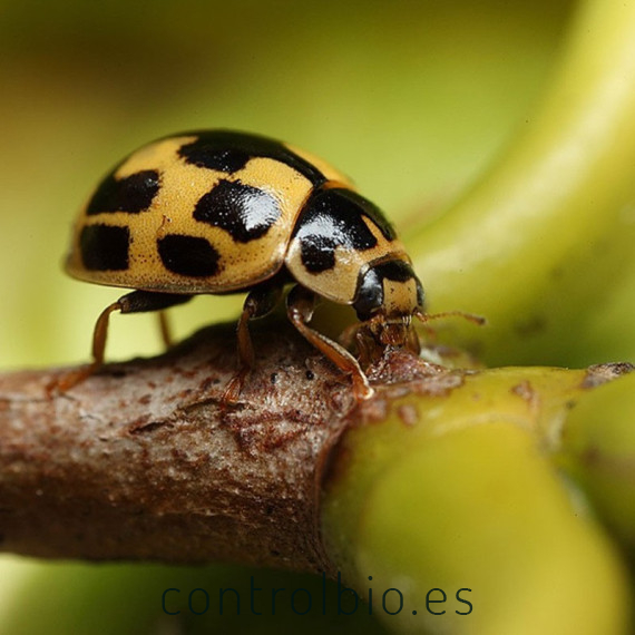 Propylea quatuordecimpunctata depredador de pulgones