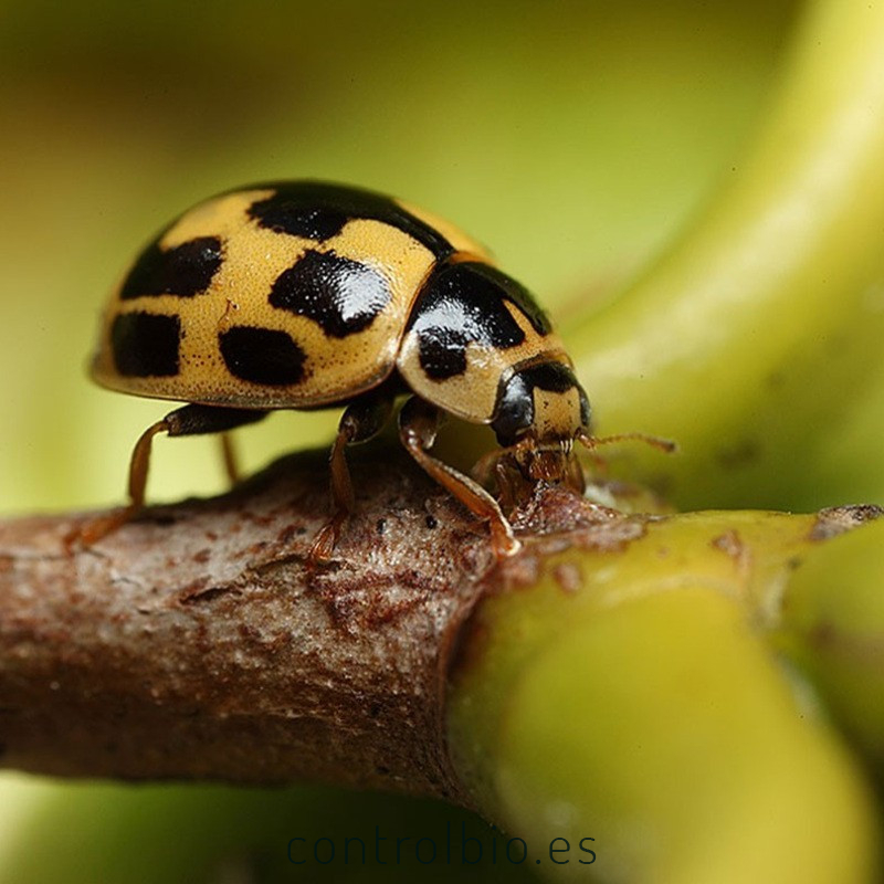 Propylea quatuordecimpunctata depredador de pulgones