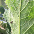 Propylea quatuordecimpunctata depredador de pulgones