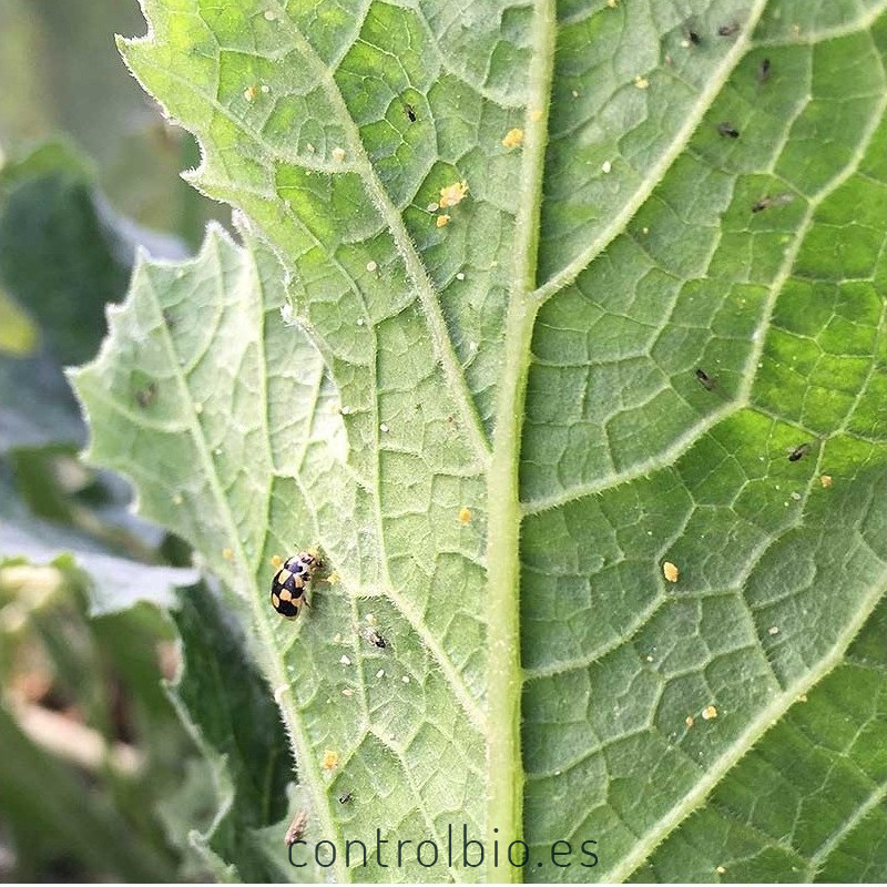 Propylea quatuordecimpunctata depredador de pulgones