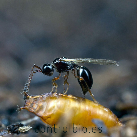 Trichopria drosophilae parasitoide de Drosophila suzukii