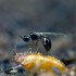 Trichopria drosophilae parasitoide de Drosophila suzukii