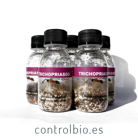 Trichopria drosophilae parasitoide de Drosophila suzukii
