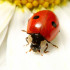 ADALIA 100 adultos de Adalia bipunctata