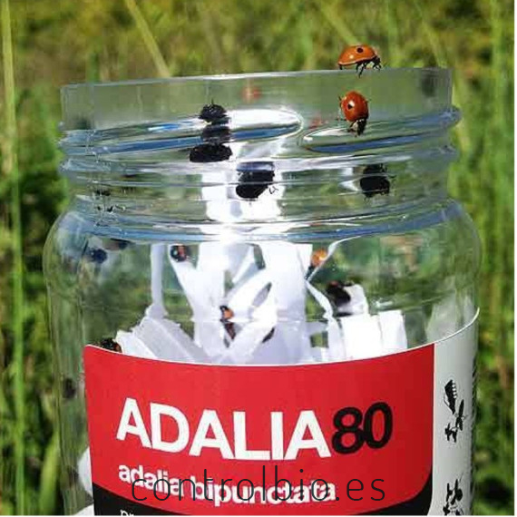 ADALIA 100 adultos de Adalia bipunctata