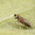 comprar anagyrus pseudococci
