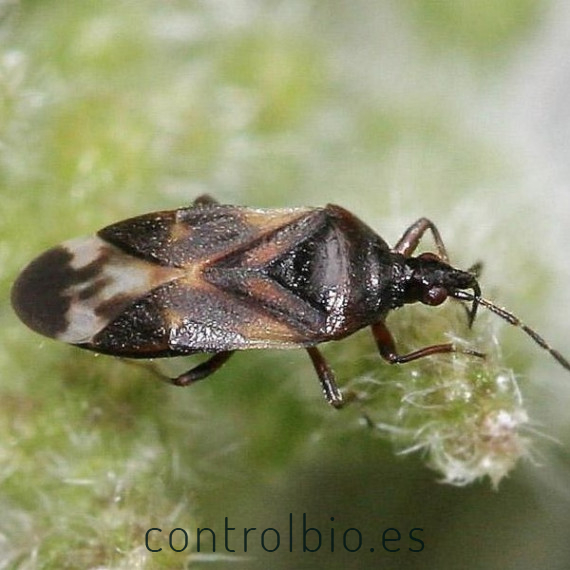 ANTHOCORIS CBi 200 Anthocoris nemoralis contra Psyla