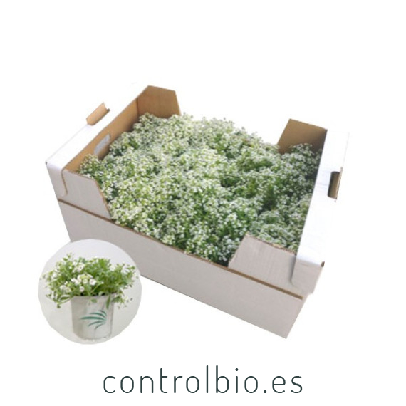 comprar lobularia maritima