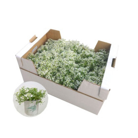 comprar lobularia maritima