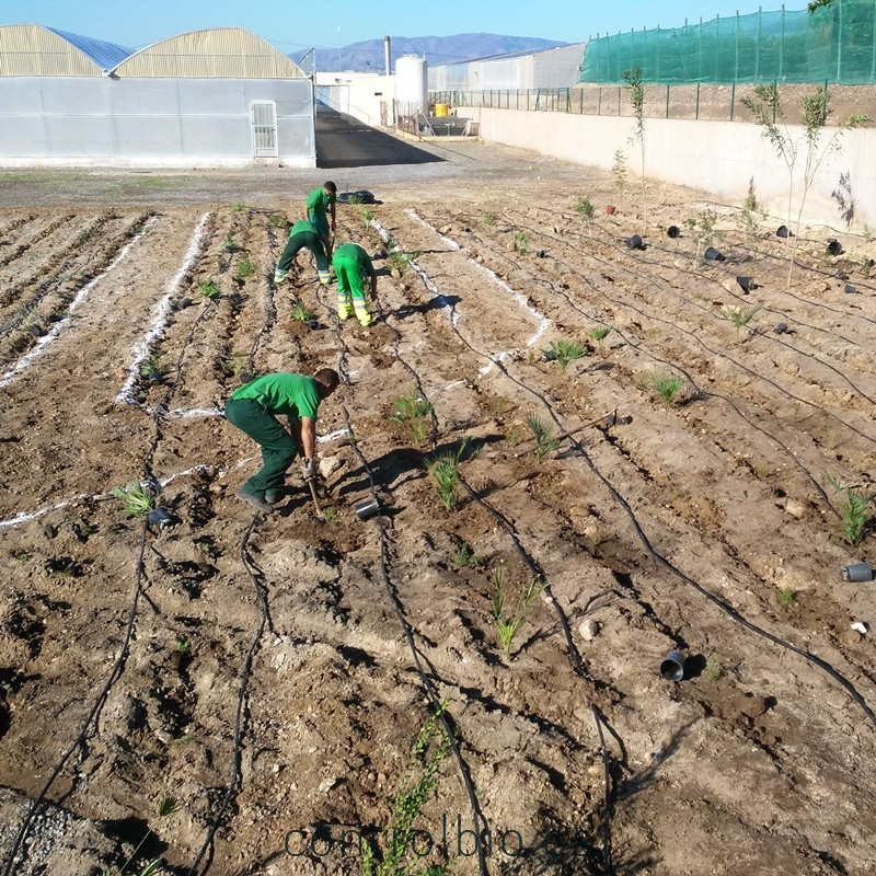 Planta para setos vivos