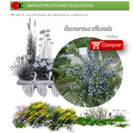 comprar Rosmarinus officinalis (romero) BF60