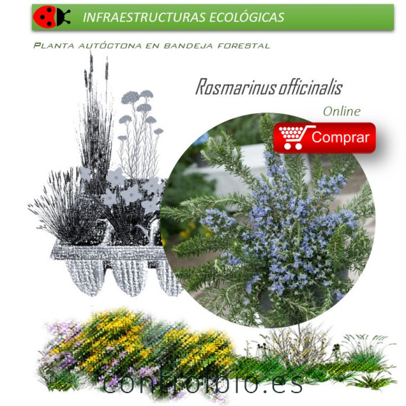 comprar Rosmarinus officinalis (romero) BF60