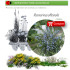 comprar Rosmarinus officinalis (romero) BF60
